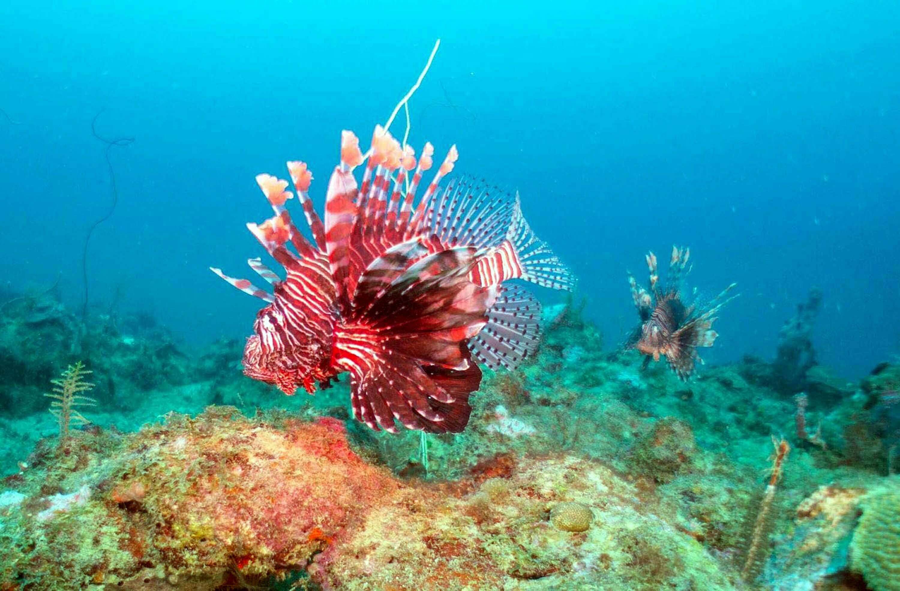 E G E D E N I Z I N D E Y E N I T E H L I K E I S T I L A C I T U 853933 253337