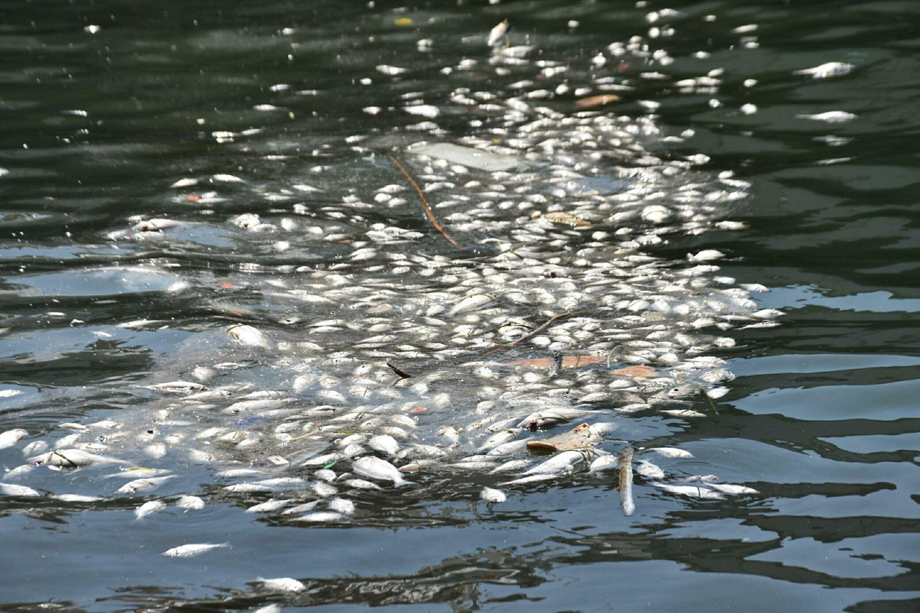 I Z M I R K O R F E Z I N D E B A L I K O L U M L E R I A R T T I 878079 260851