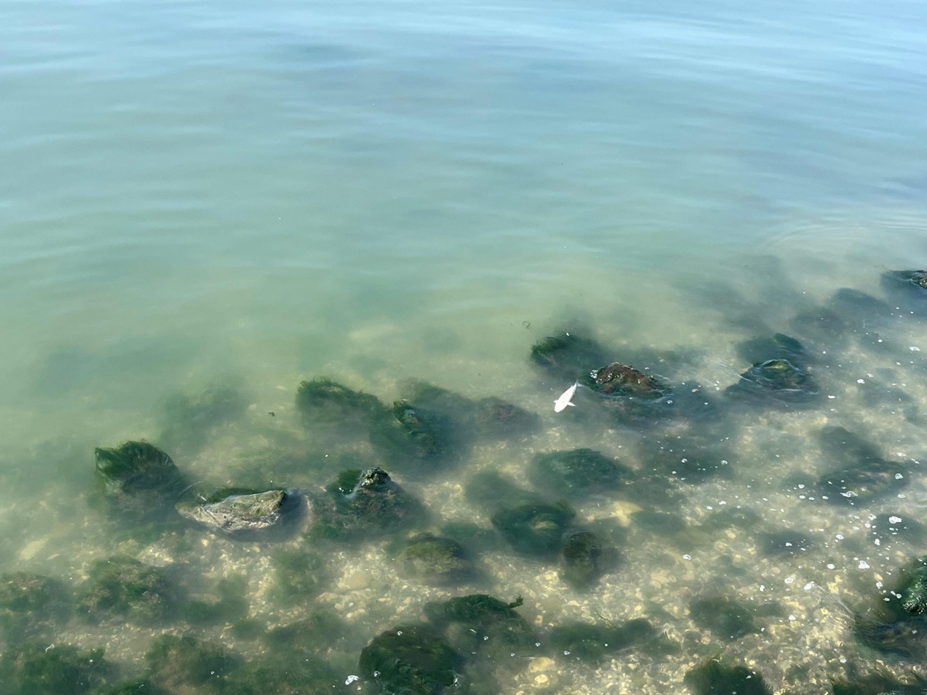 I Z M I R K O R F E Z I’ N D E P I S K O K U S U R E R K E N B A L 876538 260393