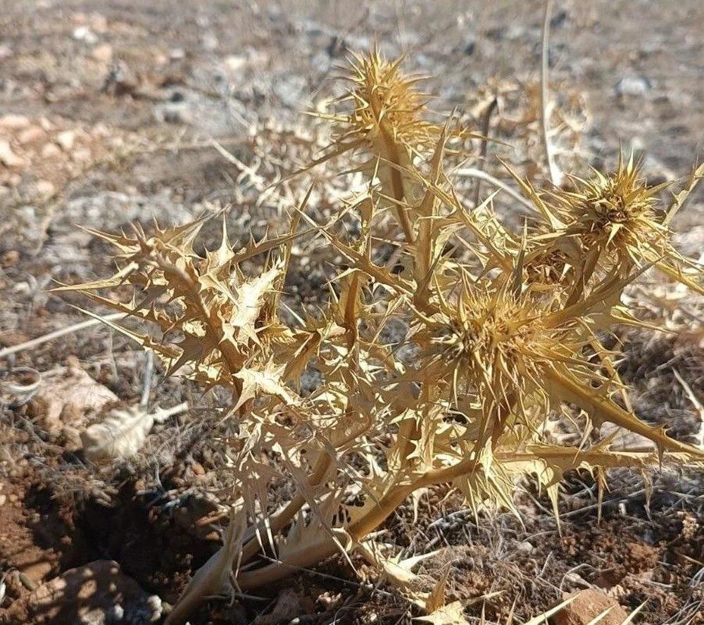 L6R2V Y3Pf Eu922L Pv Hj N K A