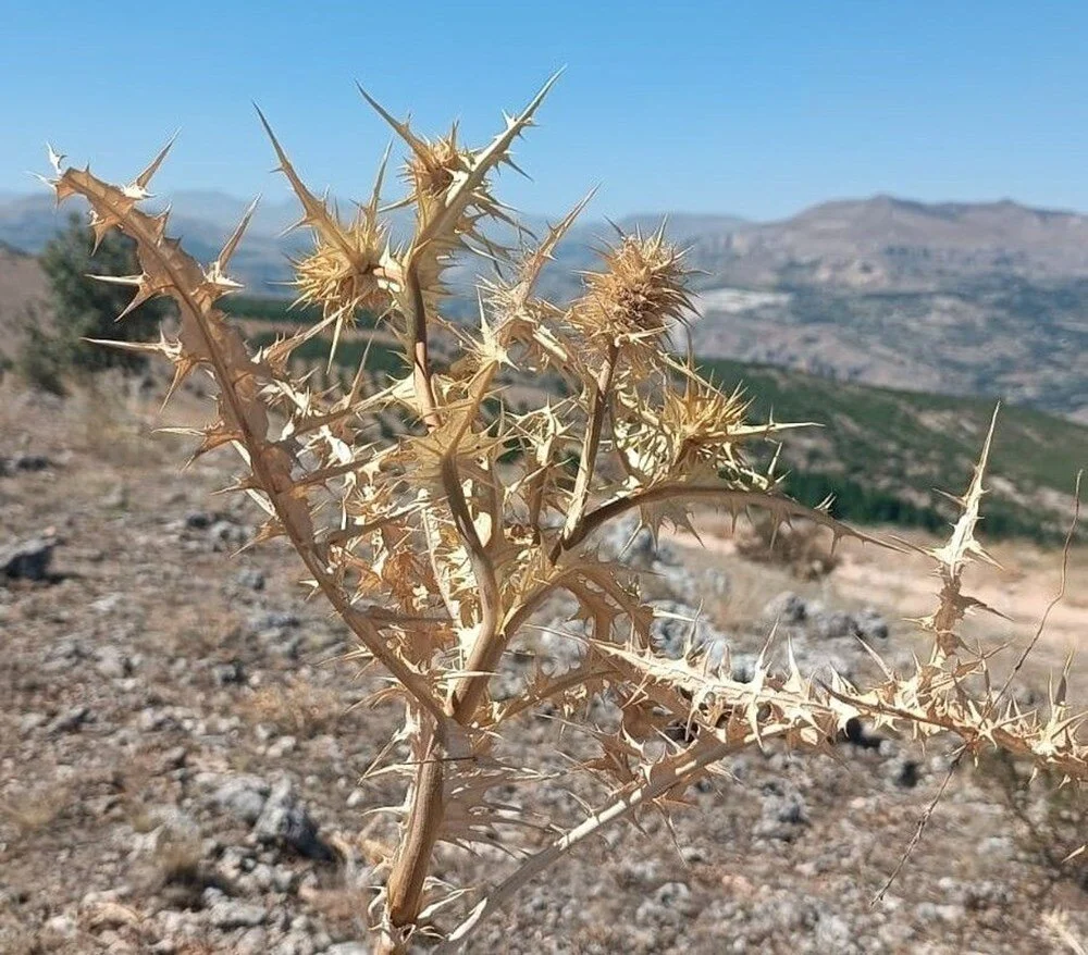 X M P Wm2 Wk Okmxcj1 P O G U Psw