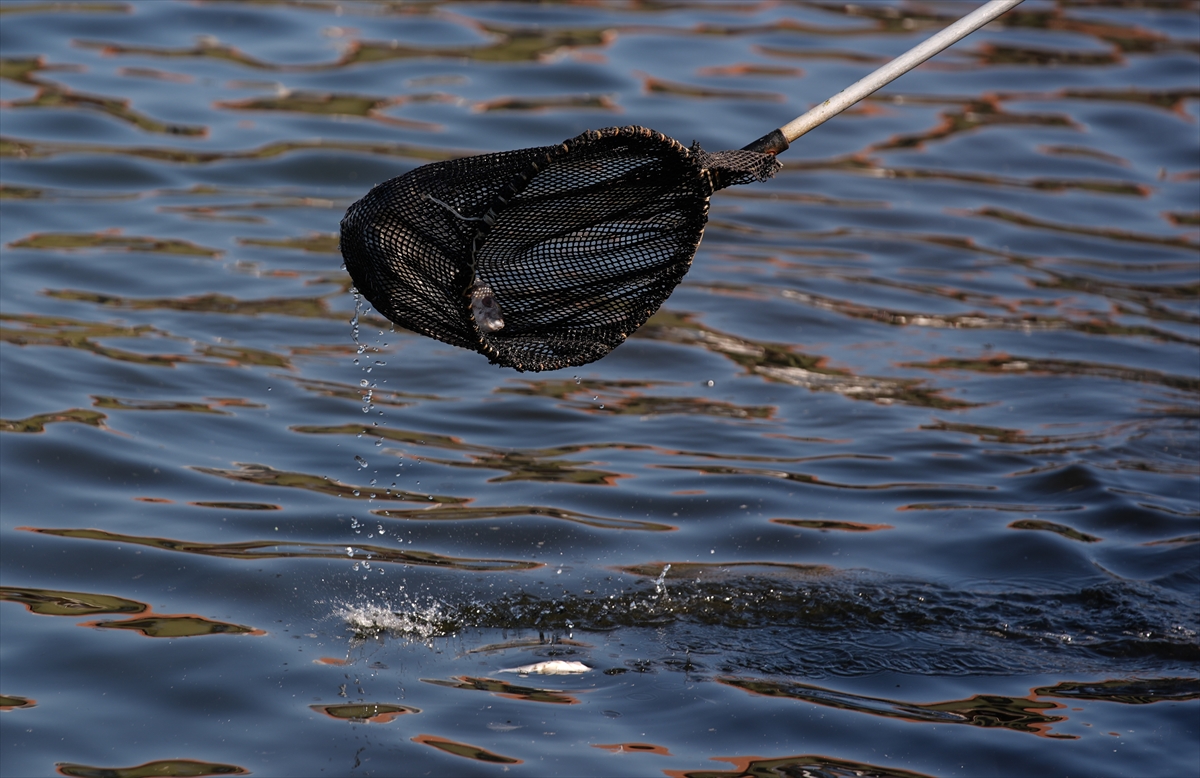 A A 20250922 39191530 39191517 I Z M I R K O R F E Z I N D E B A L I K O L U M L E R I S U R U Y O R