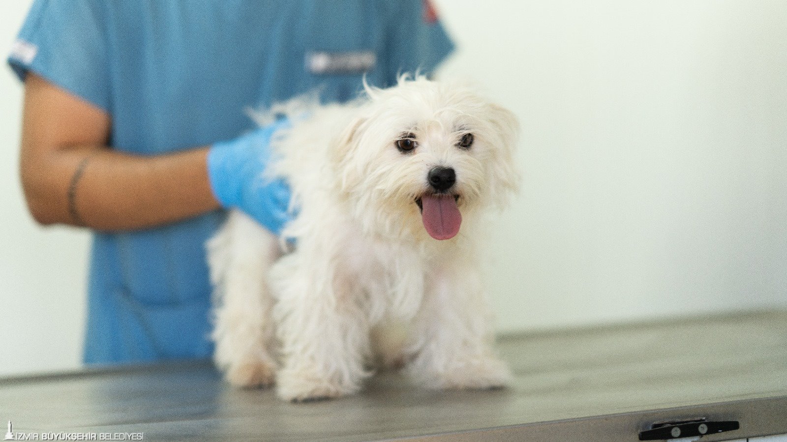 Izmirde El Konulan 20 Cins Kopek Isikkent Kopek Bakimevinde 1