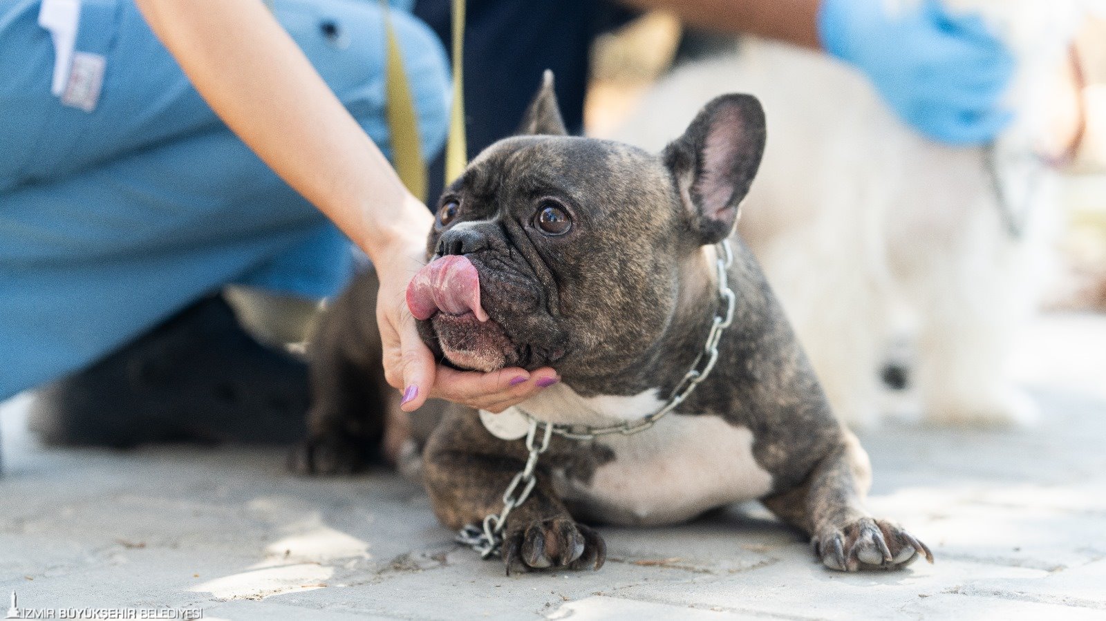 Izmirde El Konulan 20 Cins Kopek Isikkent Kopek Bakimevinde 2