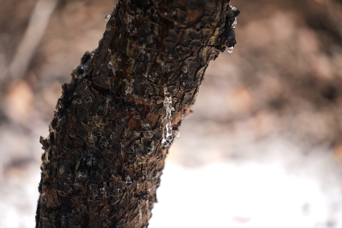 Izmirde Ilk Kez Toplaniyor Kilosu 20 Bin Tl 2