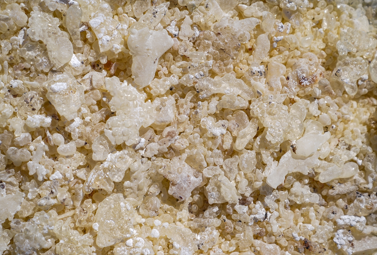 Izmirde Ilk Kez Toplaniyor Kilosu 20 Bin Tl 5