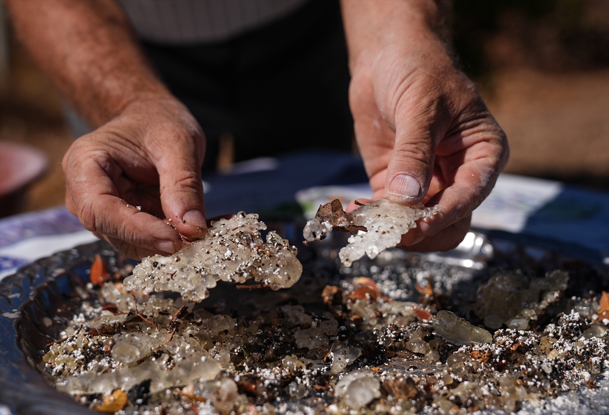 Izmirde Ilk Kez Toplaniyor Kilosu 20 Bin Tl 6