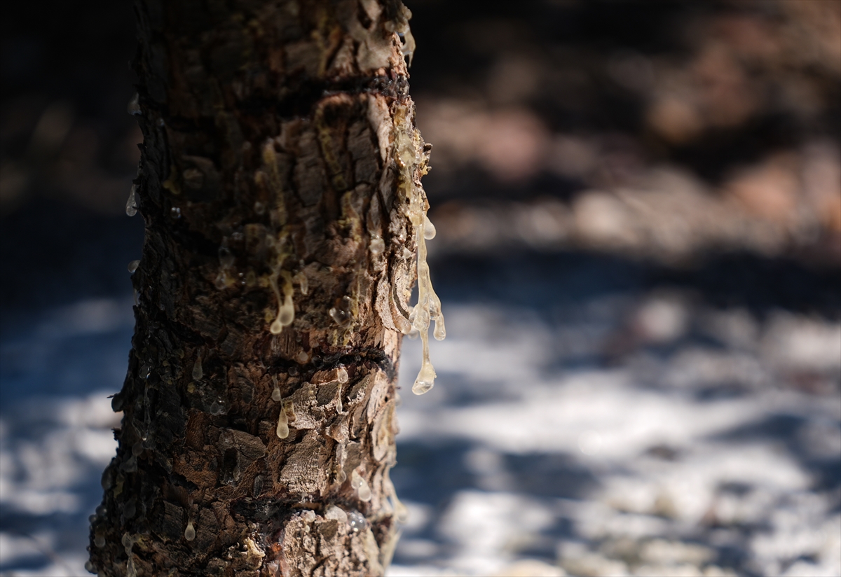 Izmirde Ilk Kez Toplaniyor Kilosu 20 Bin Tl 7