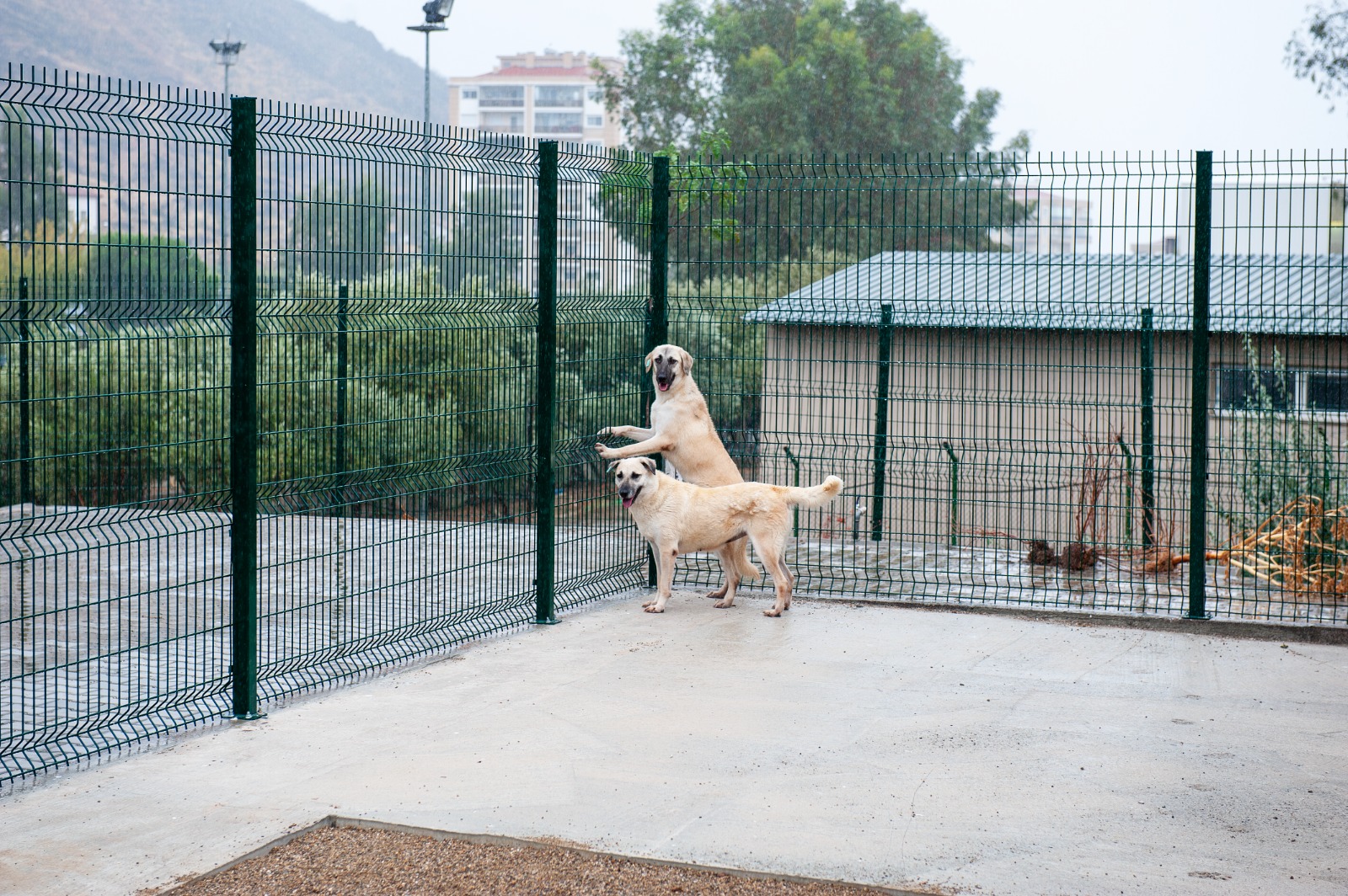 Karsiyakada Can Dostlar Icin Yeni Bakimevi 4