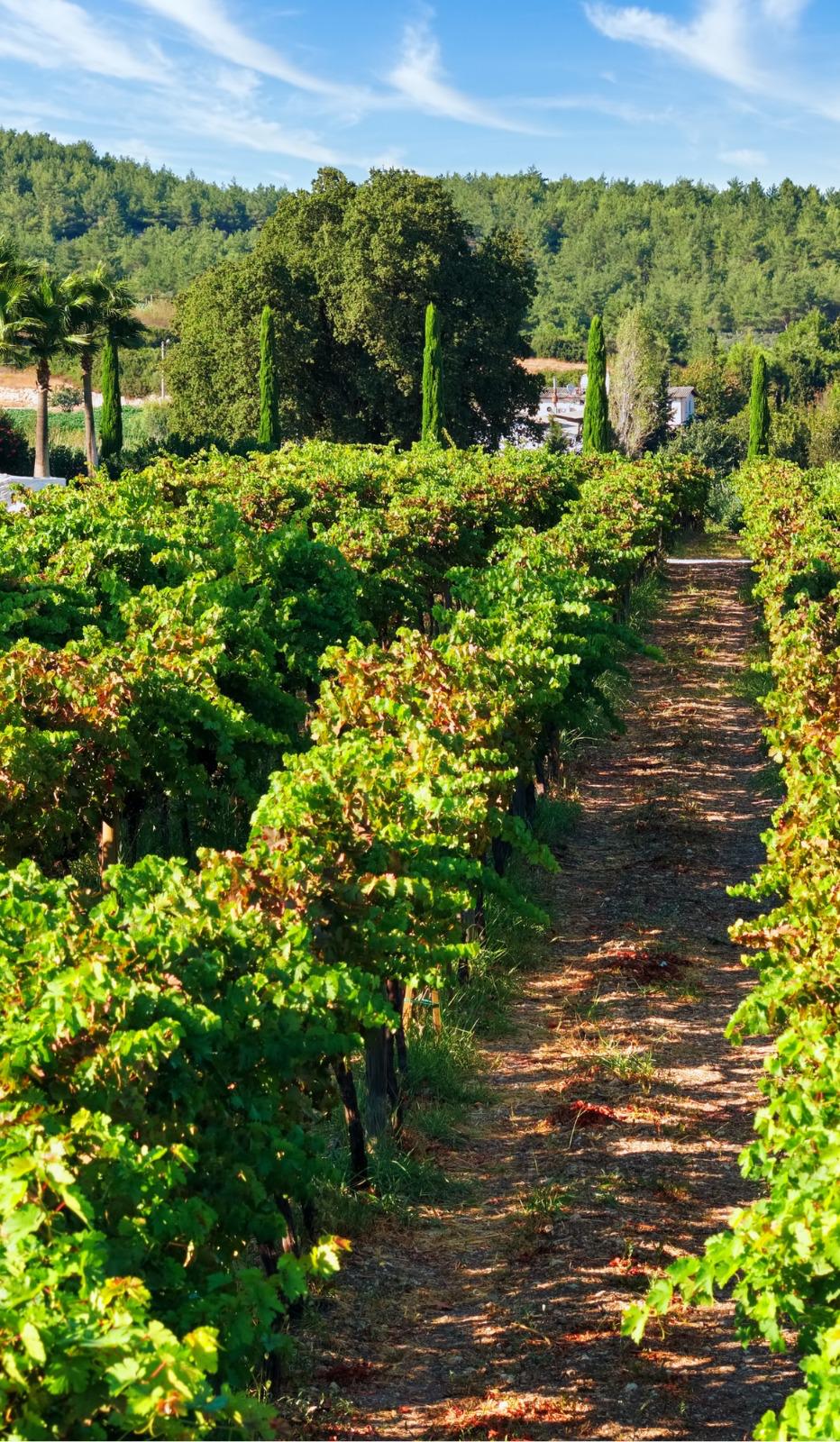 16.10.2025 17B216B9 0Cfd 4355 8703 89317C494Ce2