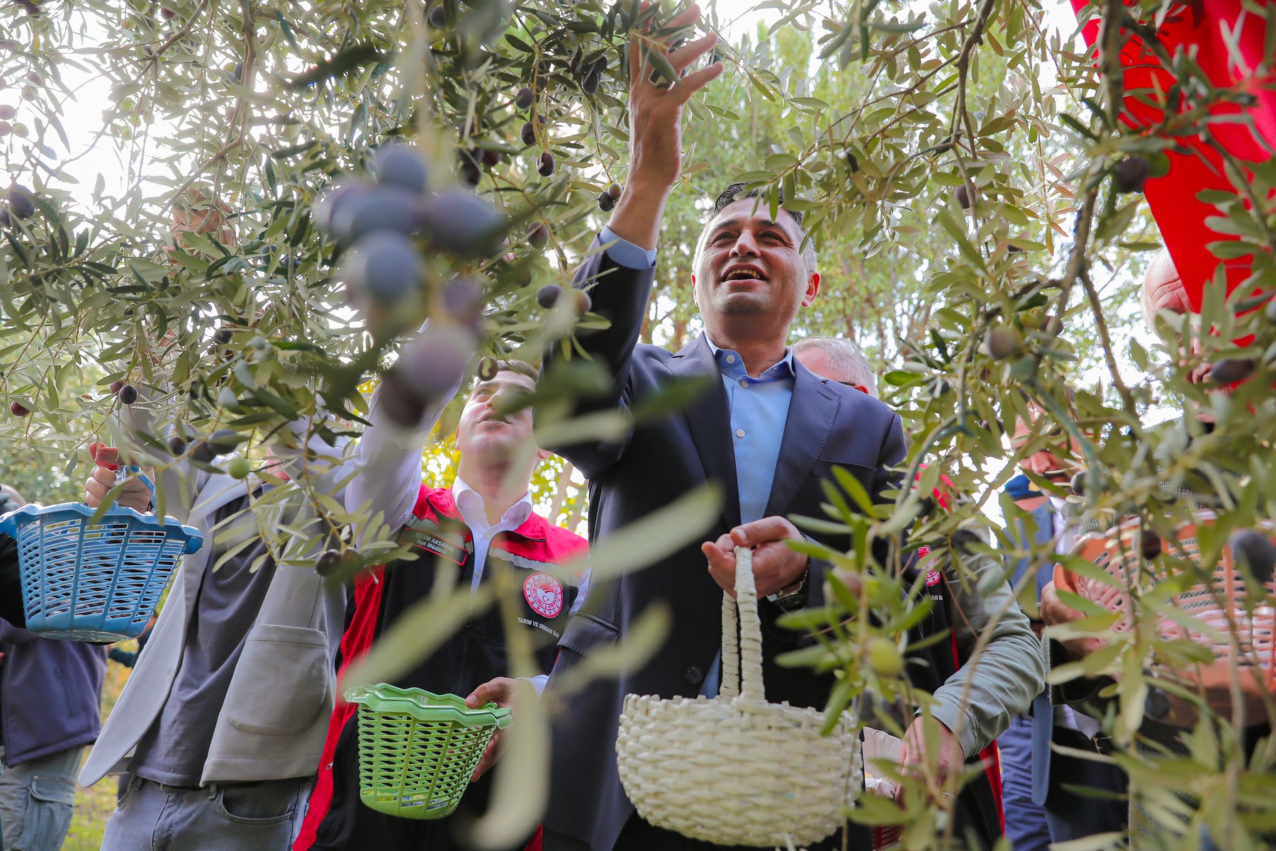 2 Aliağa’da Zeytinin Bereketi 4.Zeytin Hasat Şenliği’nde Kutlandı