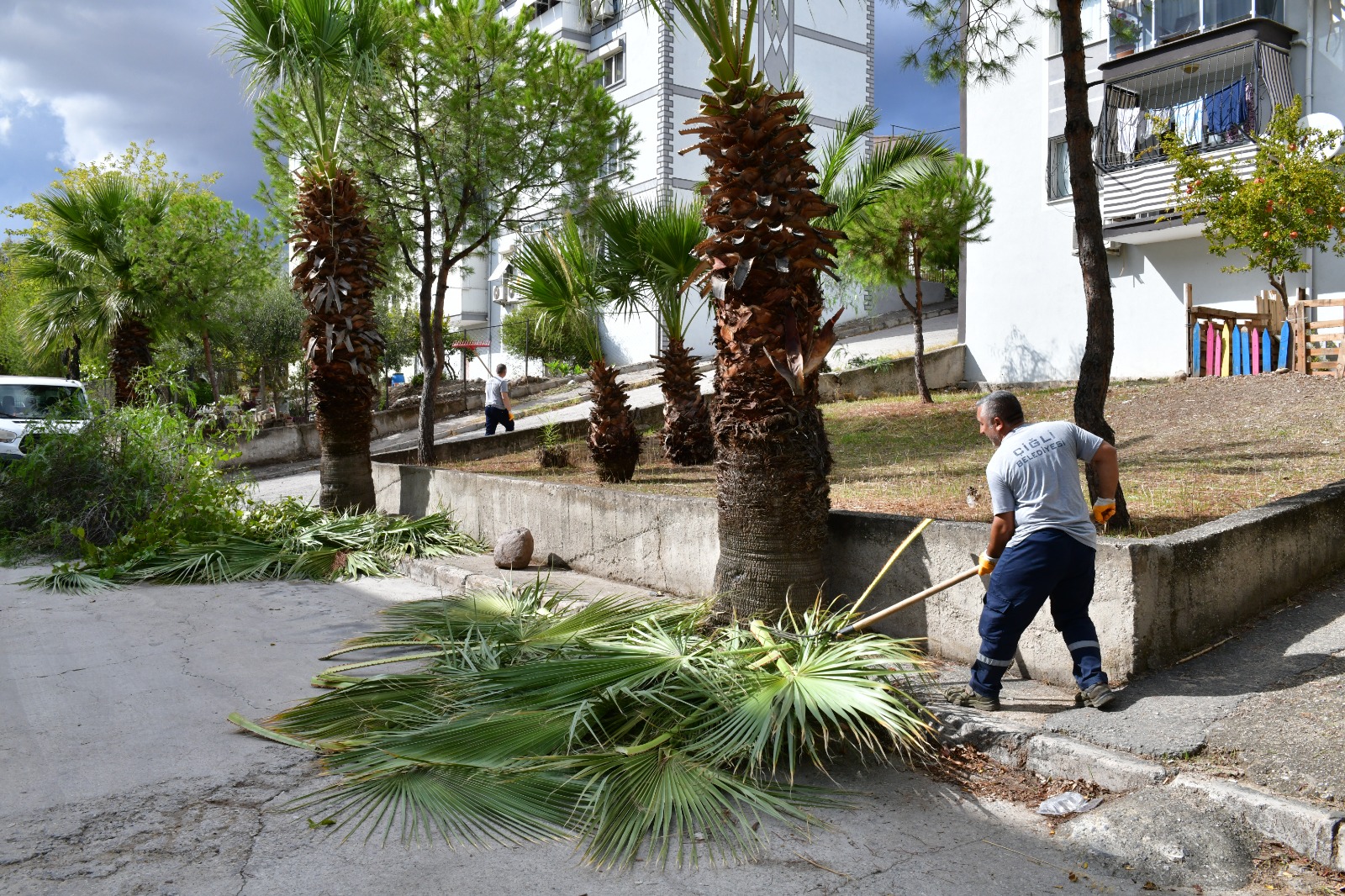 Ciglide Sonbahar Bakimi Agaclar Budaniyor Kent Guzellesiyor 2