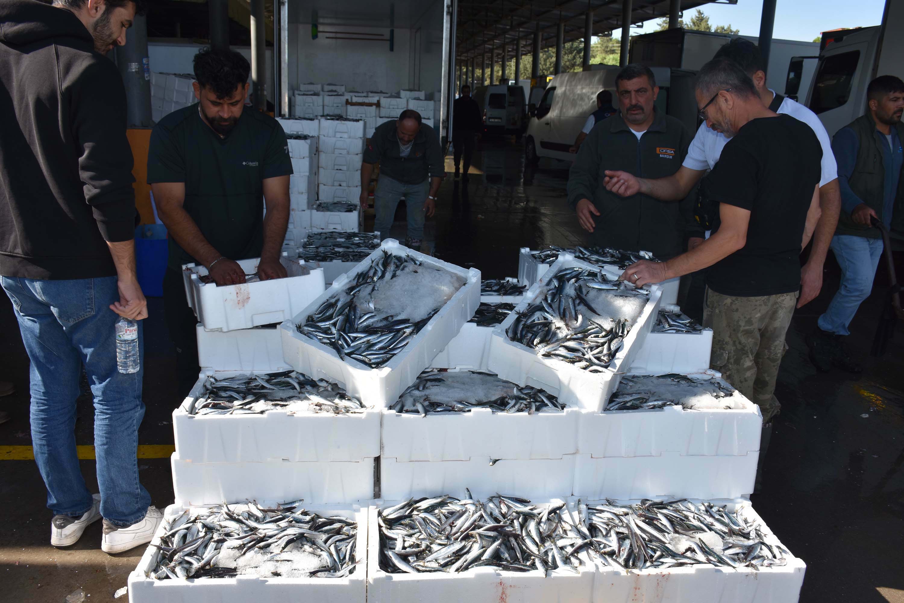 Ege Hamsisi Avrupa Pazarinda Talebe Yetisilemiyor 3