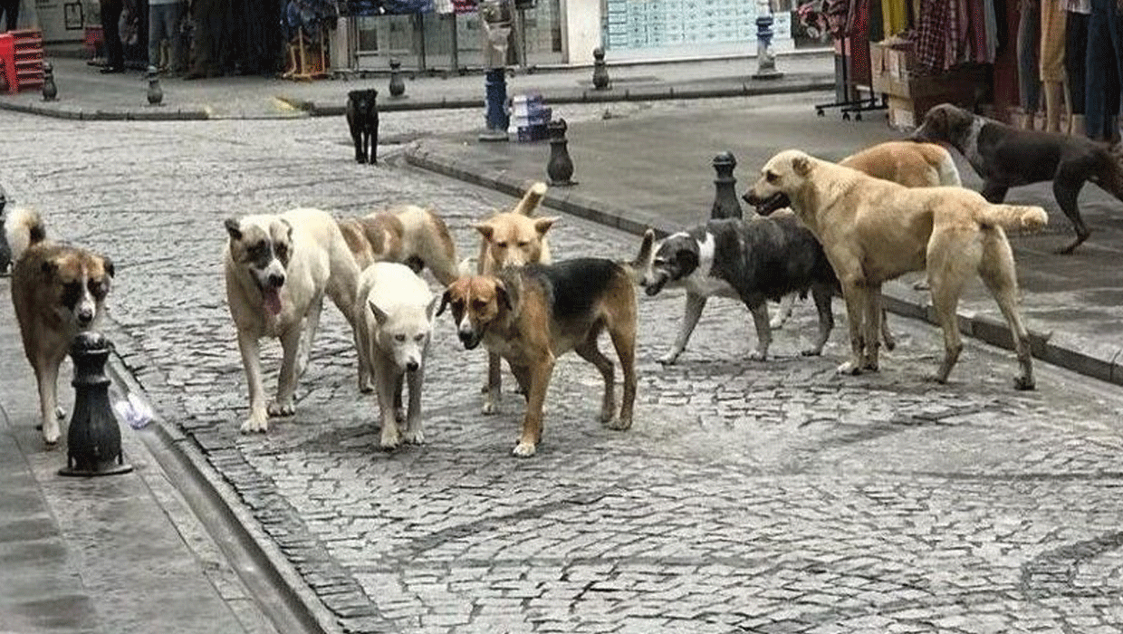 Uşak'ta 3 bin 750 başıboş köpek sokaklardan toplandı