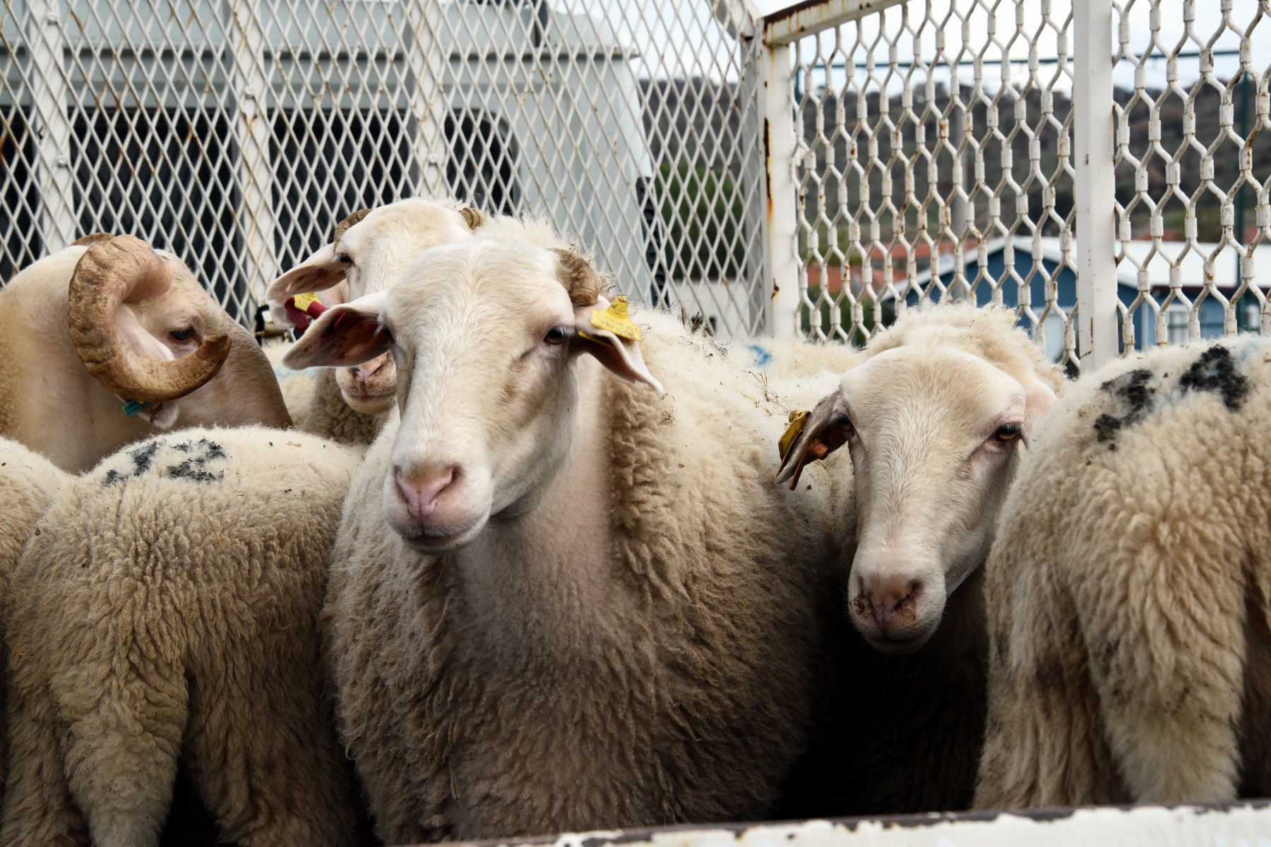 1 Aliağa’da Üreticiye Destek Sürüyor Hibeli Koyun Ve Koçlar Teslim Ediliyor