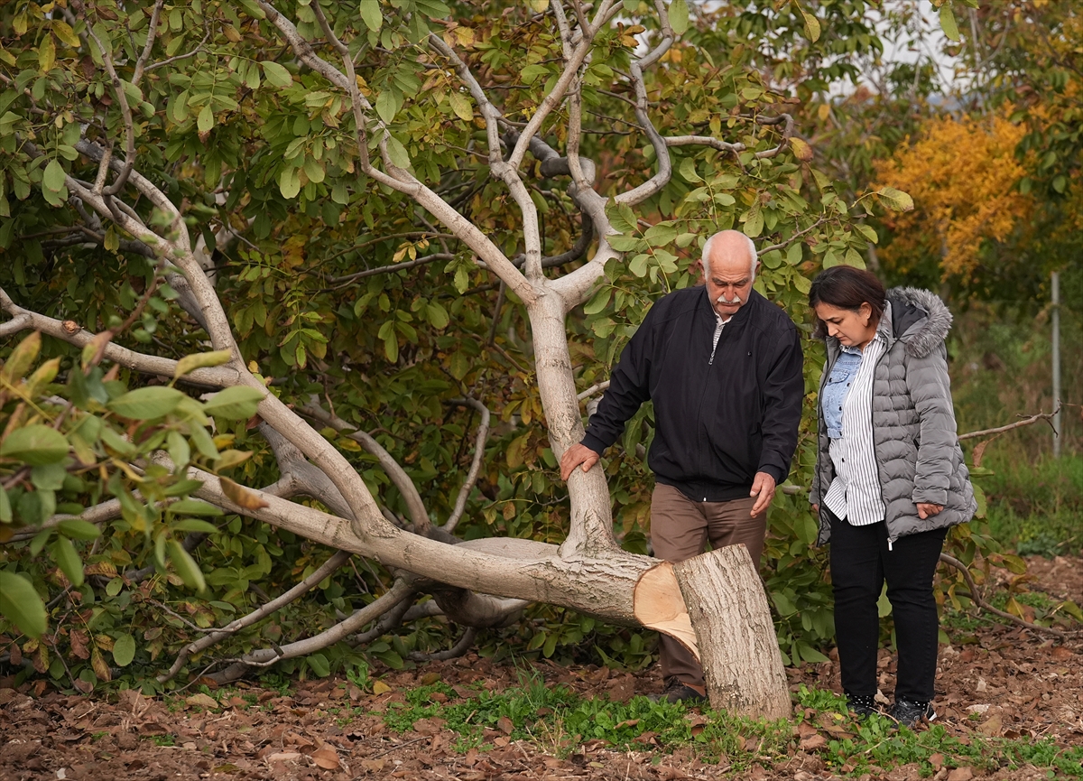 20 Yillik Ceviz Agaclarini Kesilmis Halde Buldu Jandarmaya Kostu 2