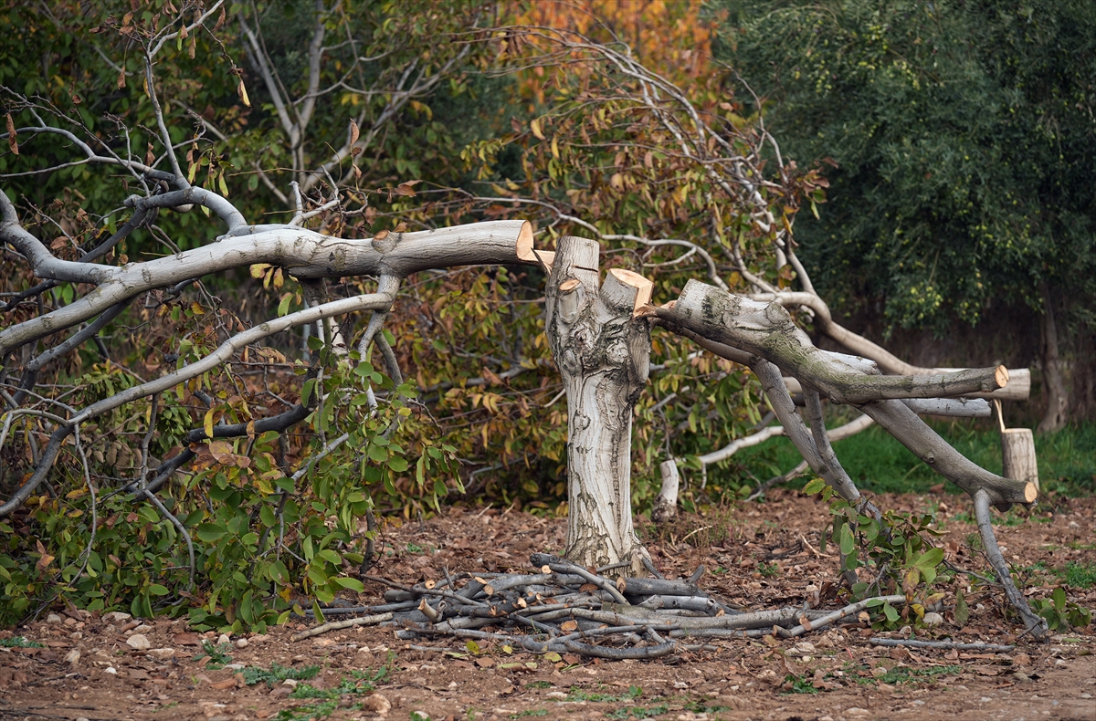 20 Yillik Ceviz Agaclarini Kesilmis Halde Buldu Jandarmaya Kostu 3