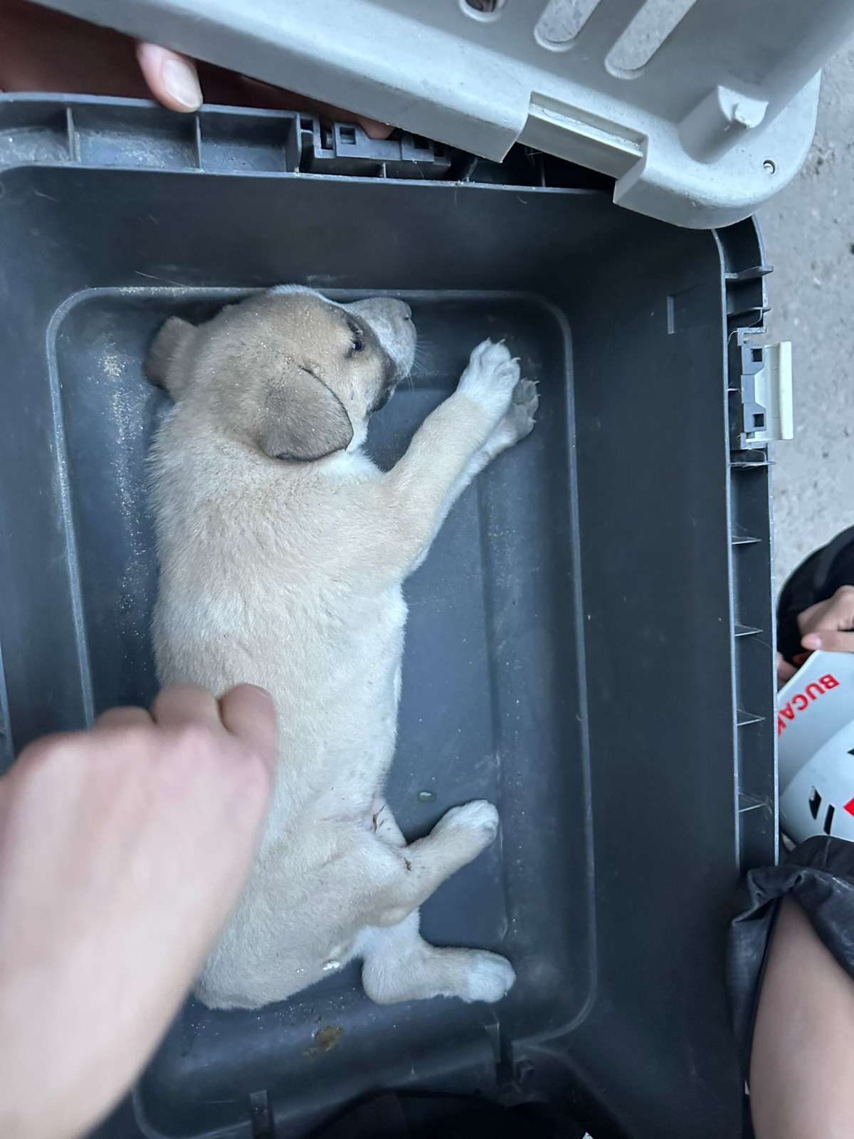 B U C A K U T'tan Yavru Köpek Operasyonu 07