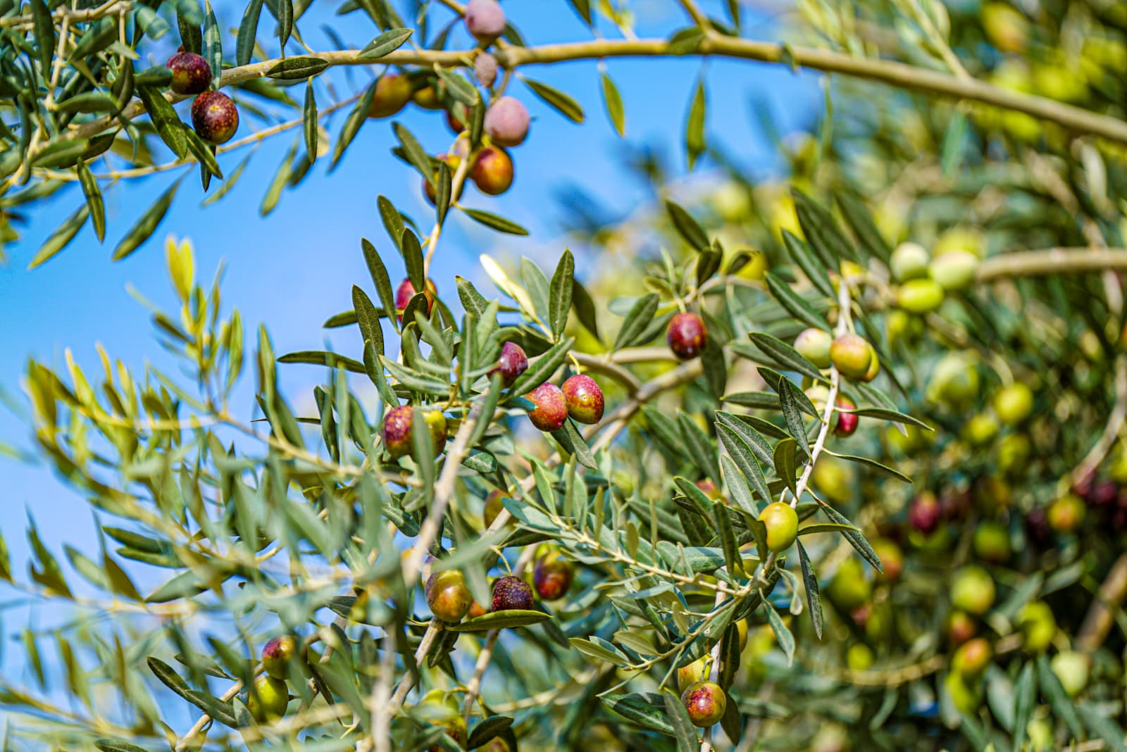Itb Zeytin Ve Zeytinyagi Sezonunu Metropoliste Acti Demirden Donusum Hamlesi 2