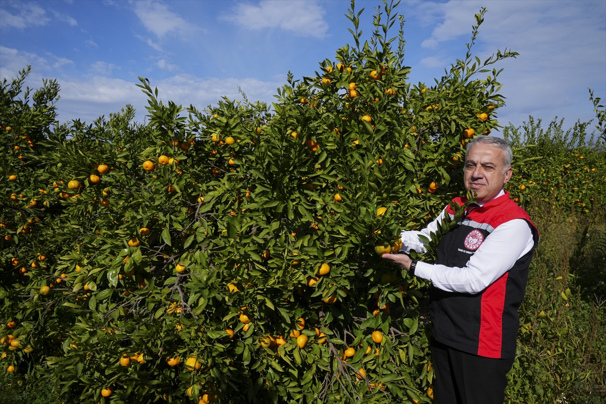Izmirin Satsuma Mandalinasinda Verim Artti Ureticinin Yuzu Guldu 2
