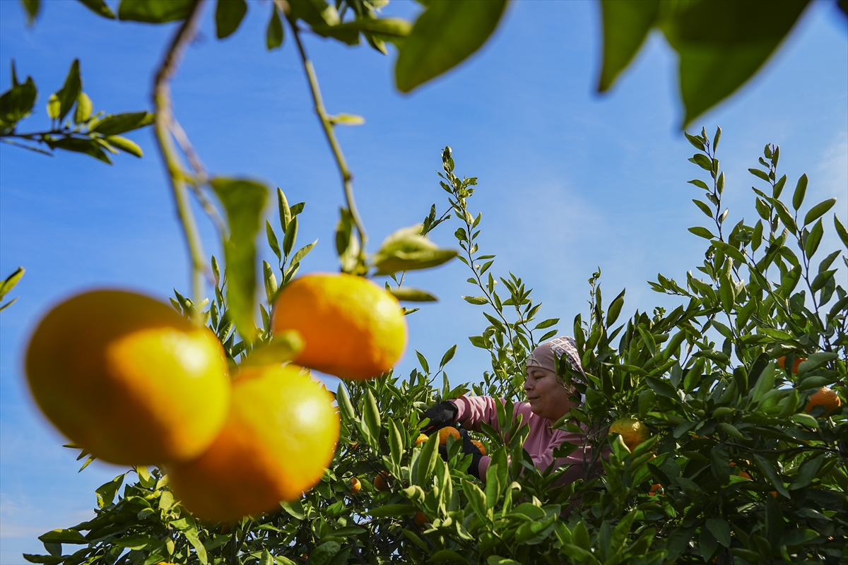 Izmirin Satsuma Mandalinasinda Verim Artti Ureticinin Yuzu Guldu 3