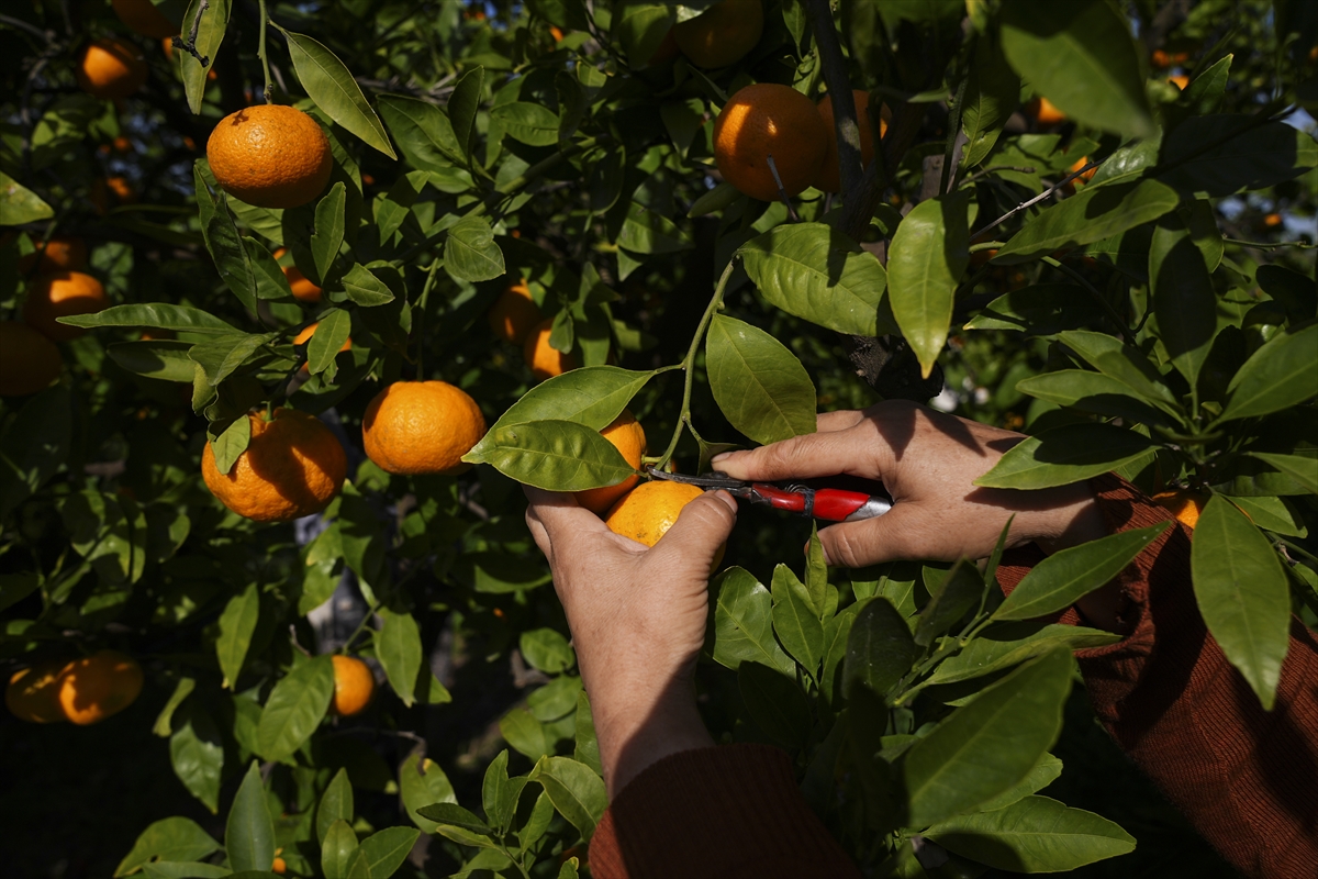 Izmirin Satsuma Mandalinasinda Verim Artti Ureticinin Yuzu Guldu 4