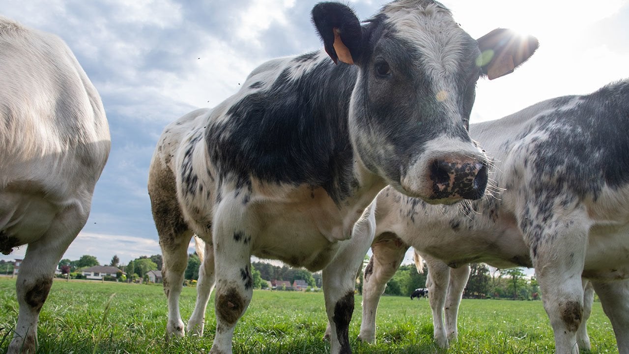 Ureticinin Kabusu Sap Izmire Yayildi Sute Buyuk Zam Yolda 8