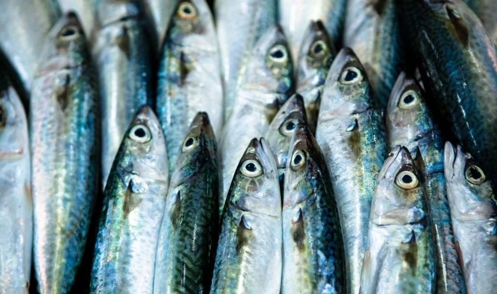 5B55B7125379Ff30204A69Fe