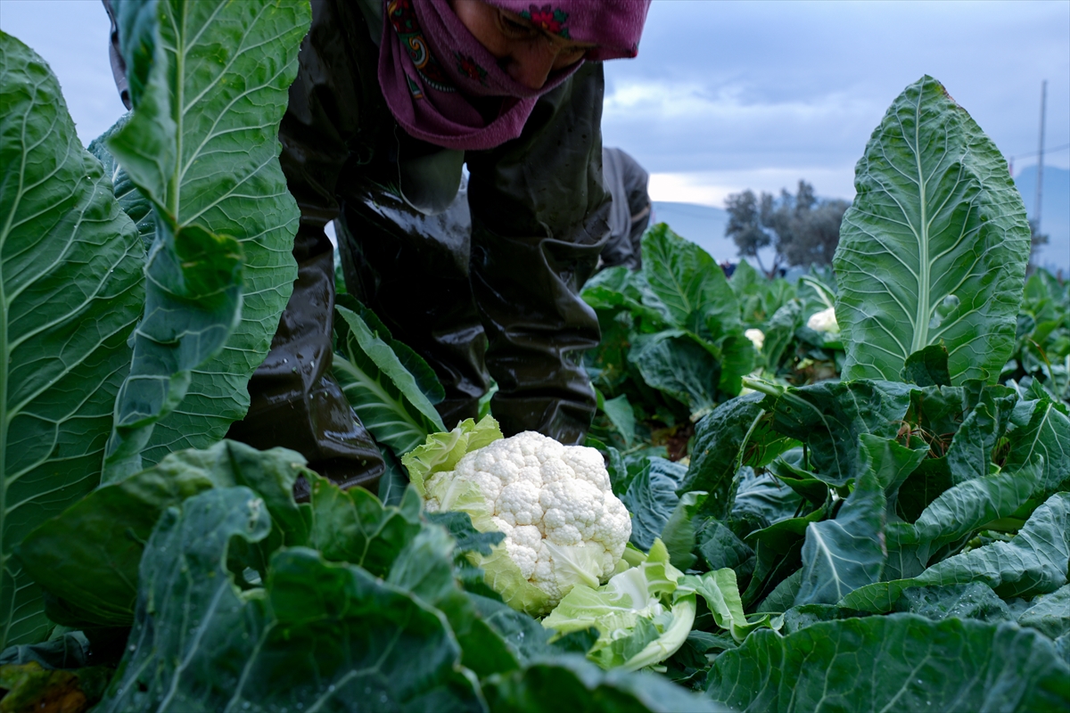 A A 20251211 39950548 39950538 K I S L I K S E B Z E U S S U I Z M I R U R E T I M G U C U N U Y E R L I C E S I T L E R L E A R T I R D I