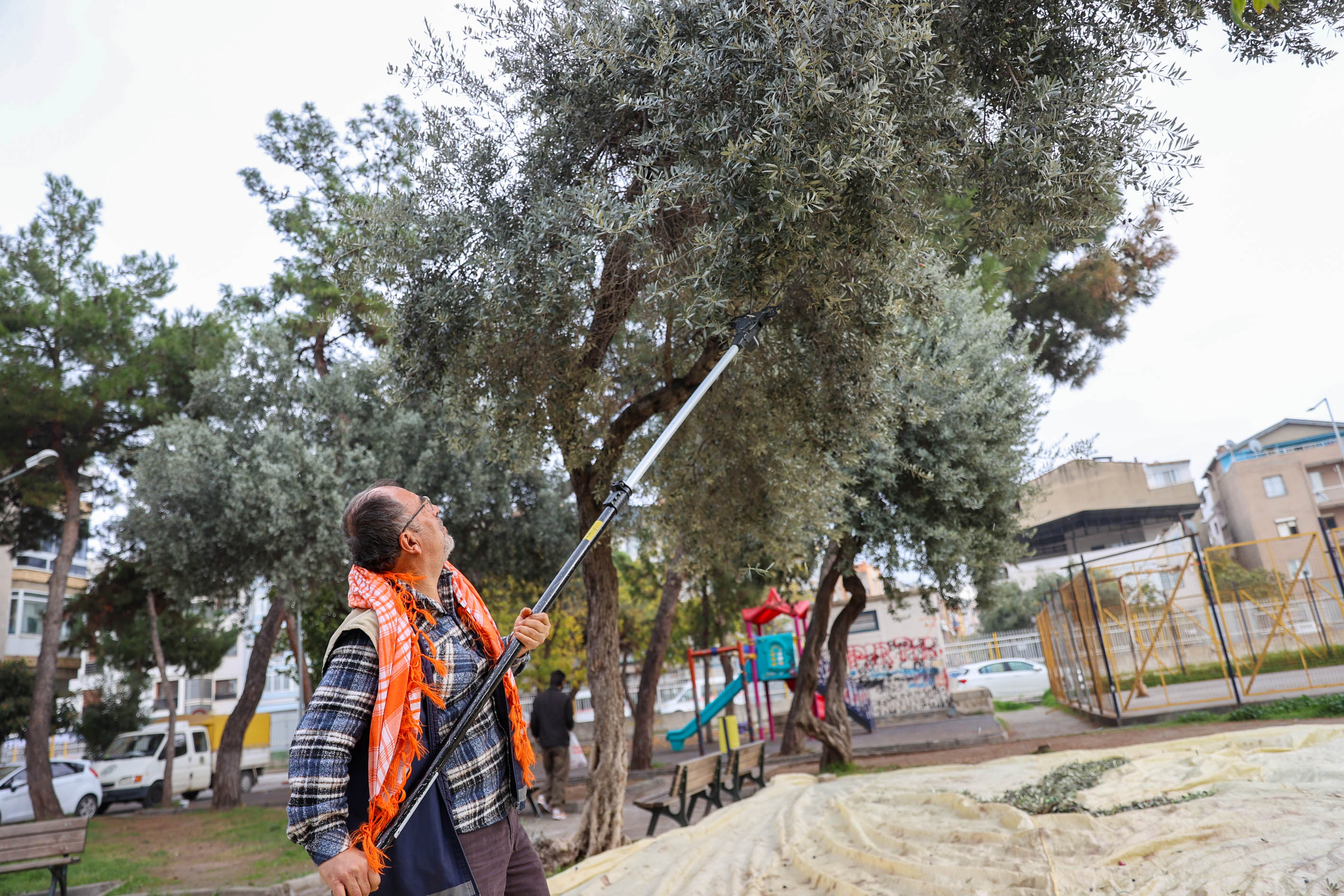 Buca Zeytinyağı (1)