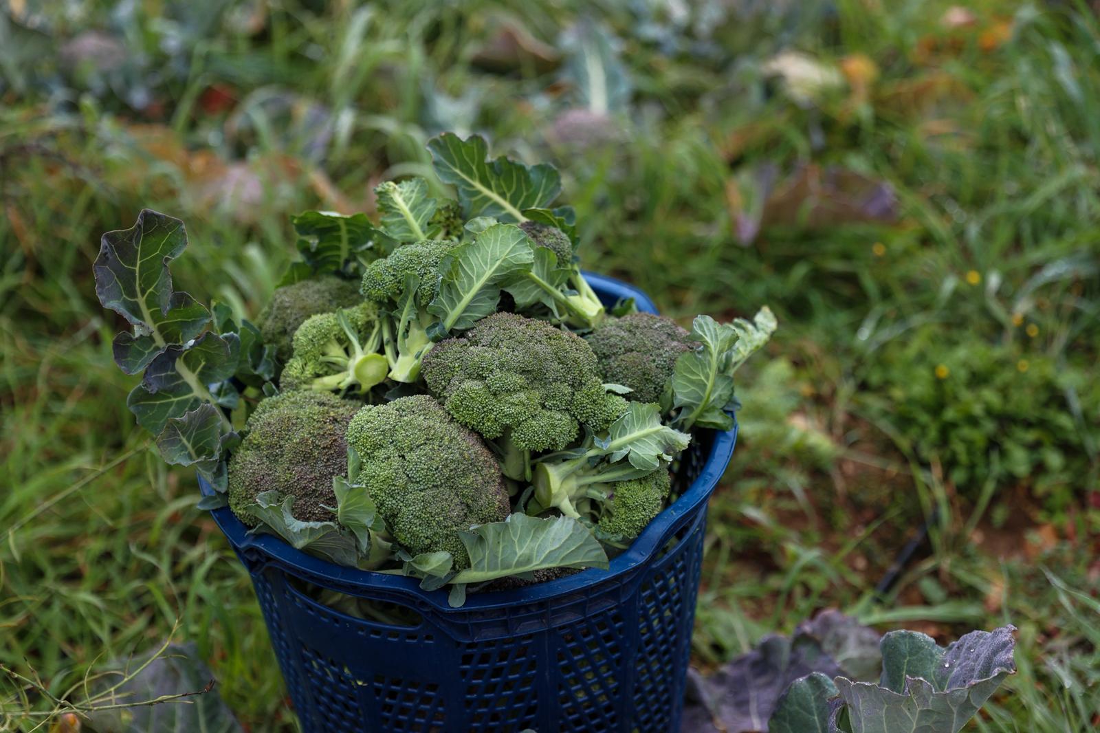 Buca'da Tarım Hasat 01