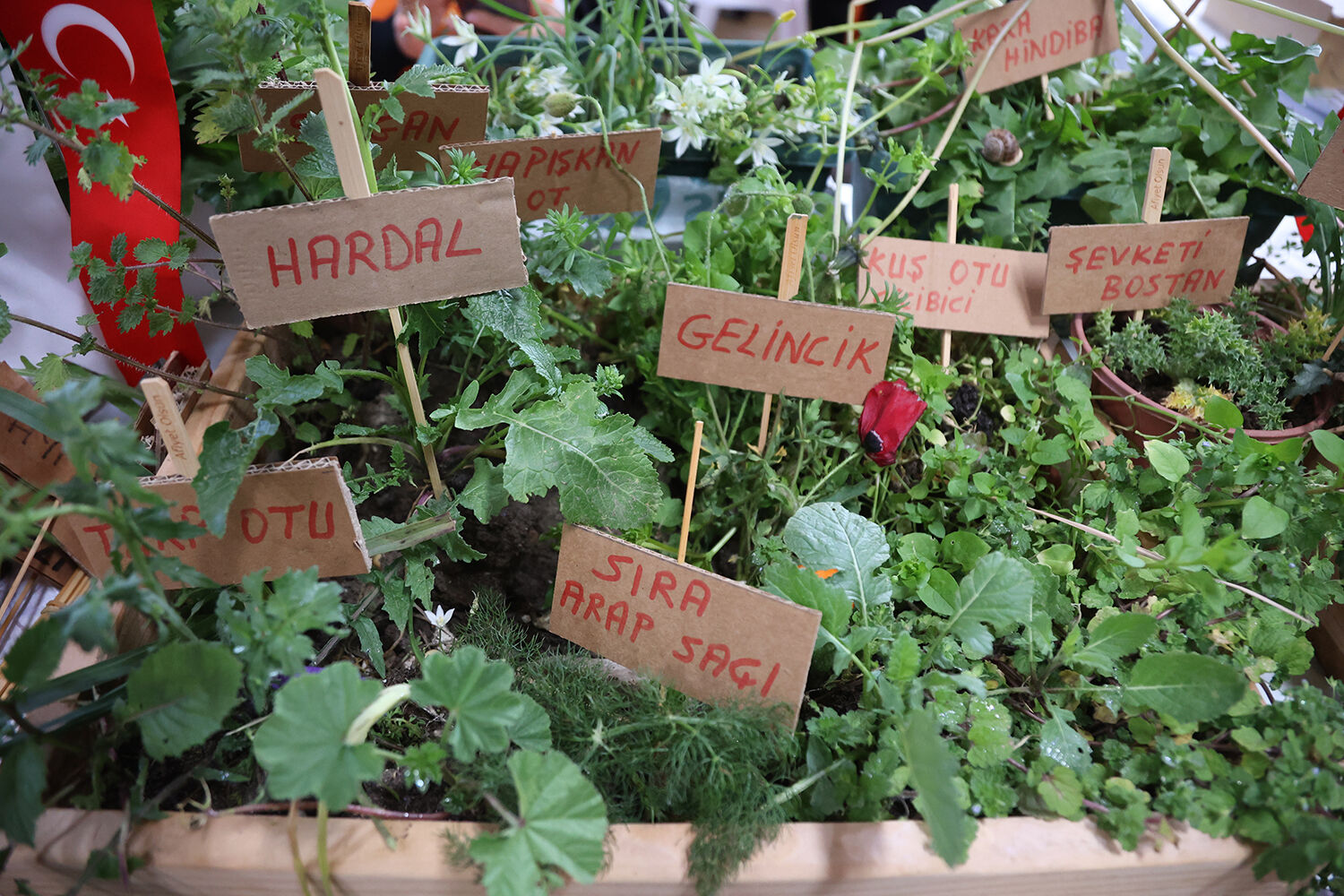 Urla’da Bahar Başladi Mart Dokuzu Urla Ot Bayrami Coşkusu (9)