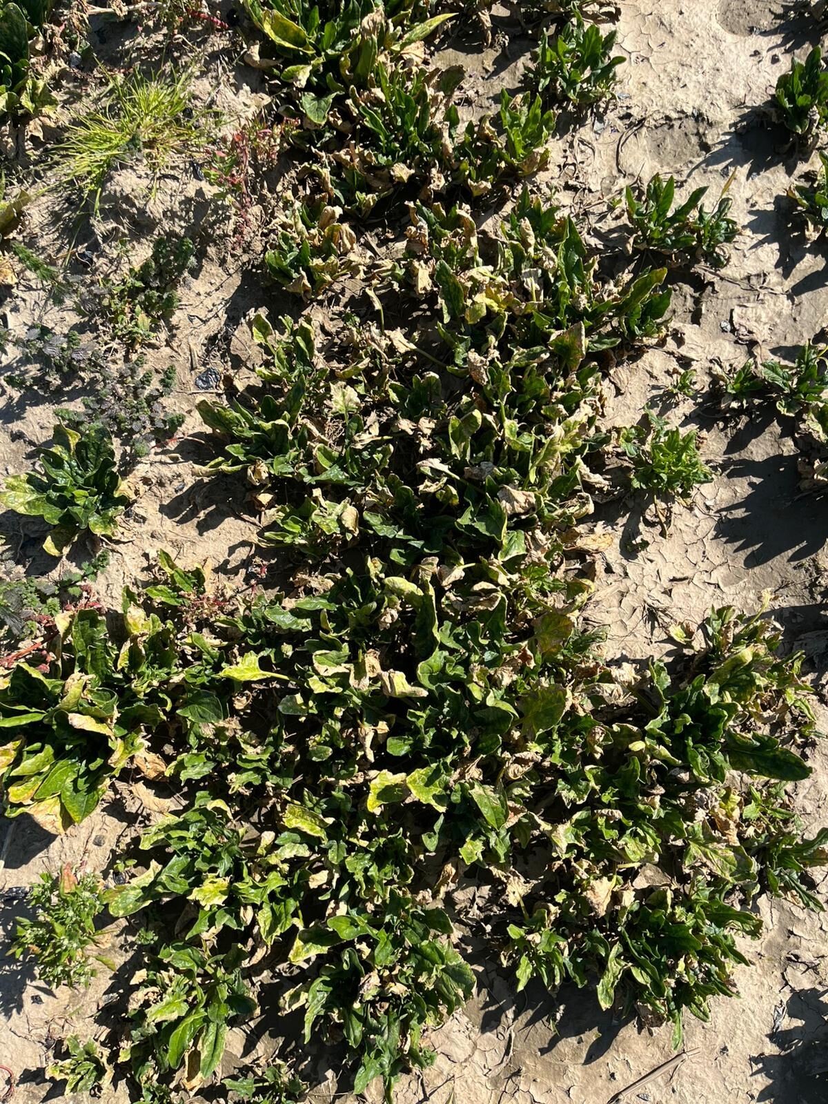 Whatsapp Image 2026 03 11 At 11.12.07