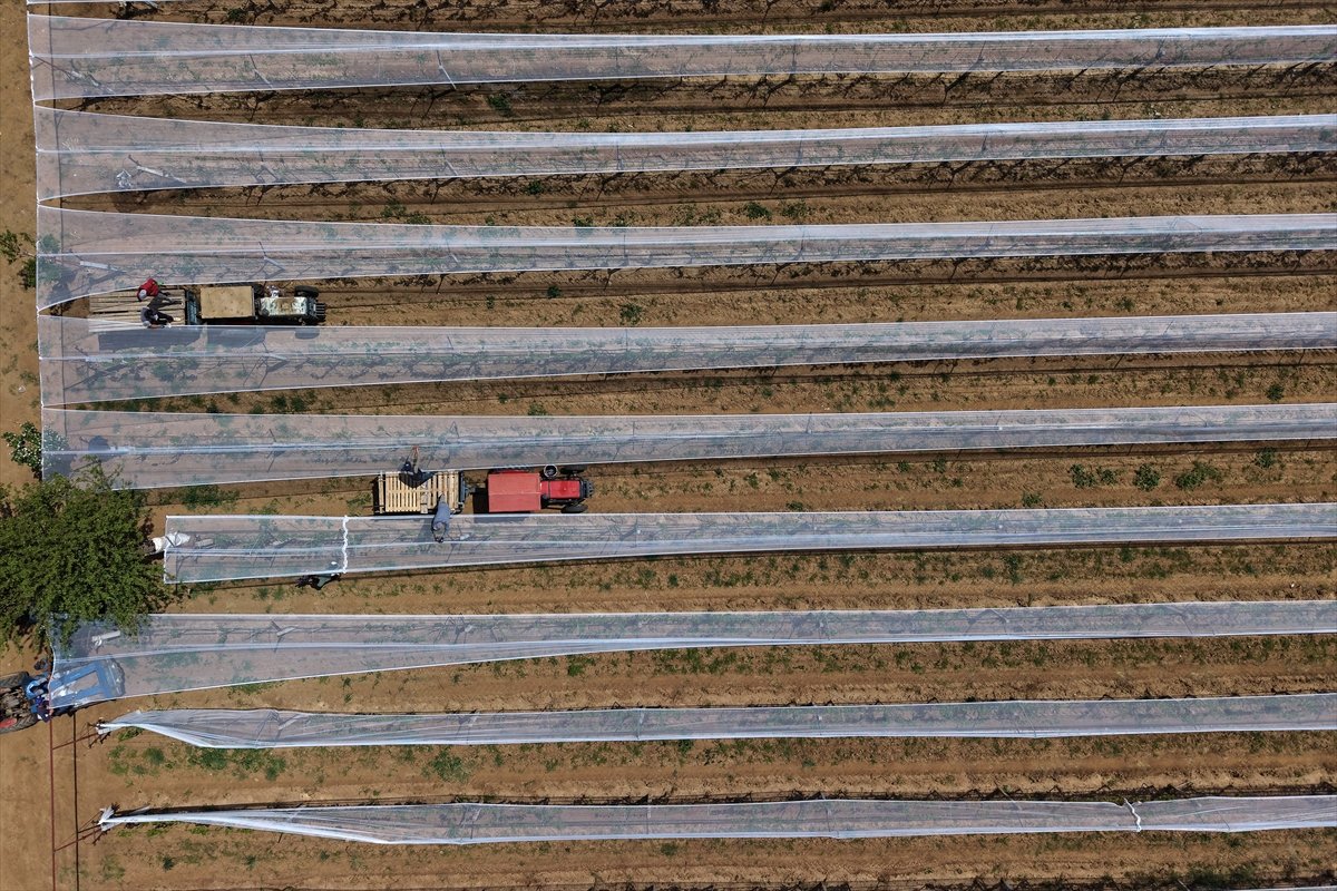 A A 20260425 41205734 41205713 M A N I S A L I U R E T I C I L E R U Z U M B A G L A R I N I D O L U T U L U I L E K O R U Y O R