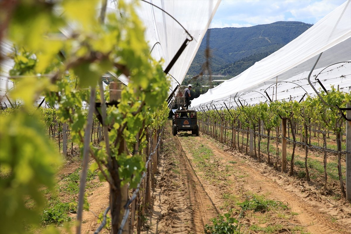 A A 20260425 41205734 41205714 M A N I S A L I U R E T I C I L E R U Z U M B A G L A R I N I D O L U T U L U I L E K O R U Y O R