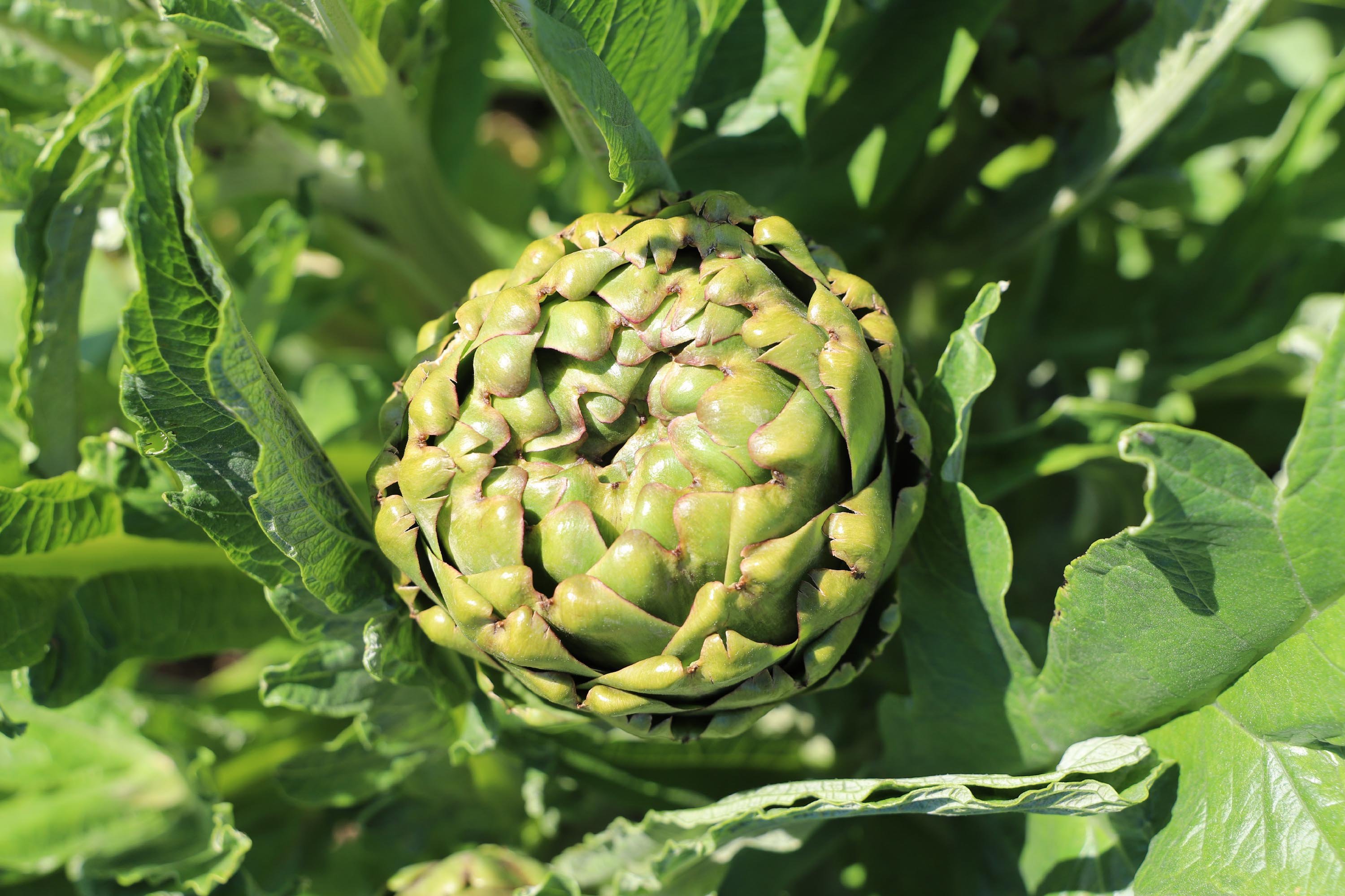 I Z M I R D E E N G I N A R M E S A I S I E K F O T O G R A F L A R 1250058 371912-2