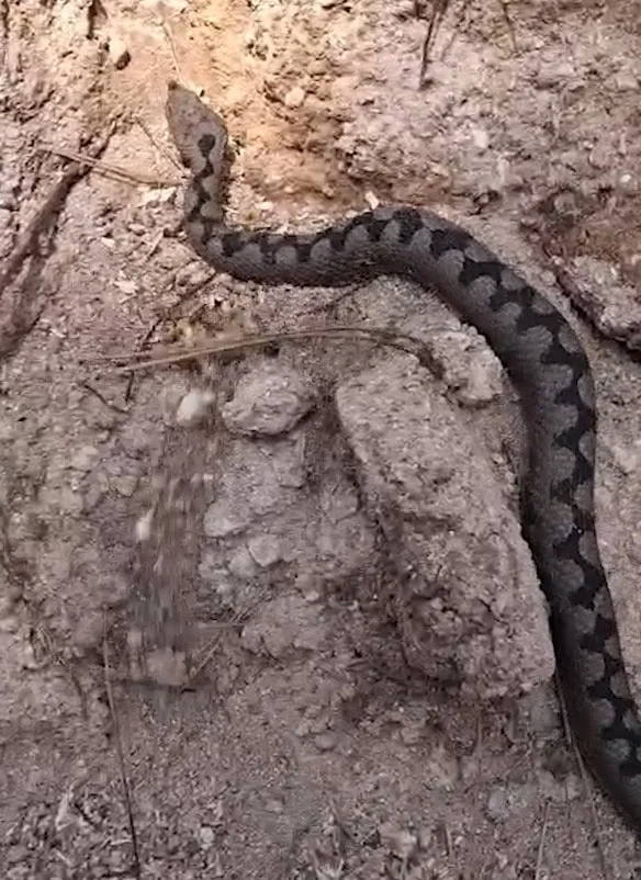 Turkiyenin En Zehirli Turlerinden Biri O Ilde Ortaya Cikti 2