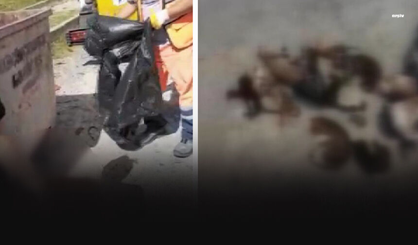 İzmir'de kan donduran görüntü: 33 ölü kedi bulundu!