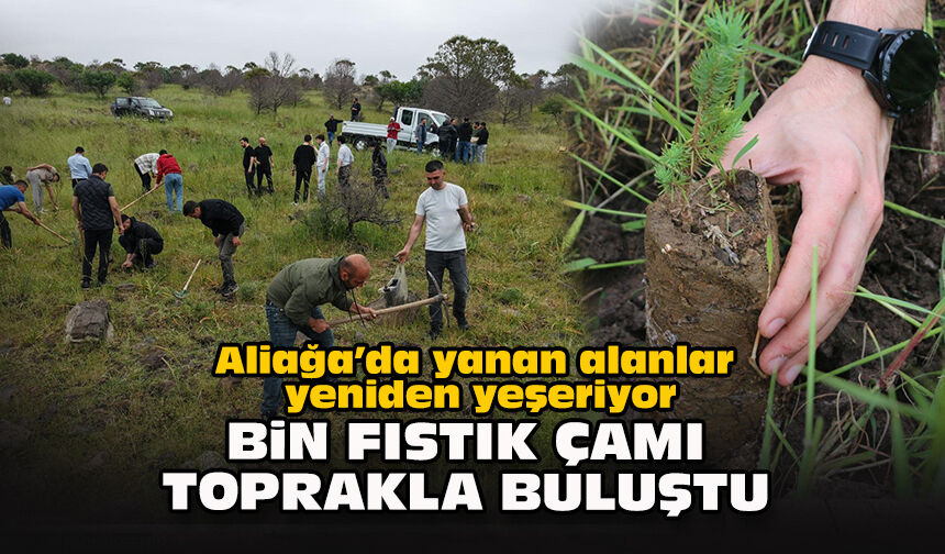 Aliağa’da yanan alanlar yeniden yeşeriyor: Bin fıstık çamı toprakla buluştu