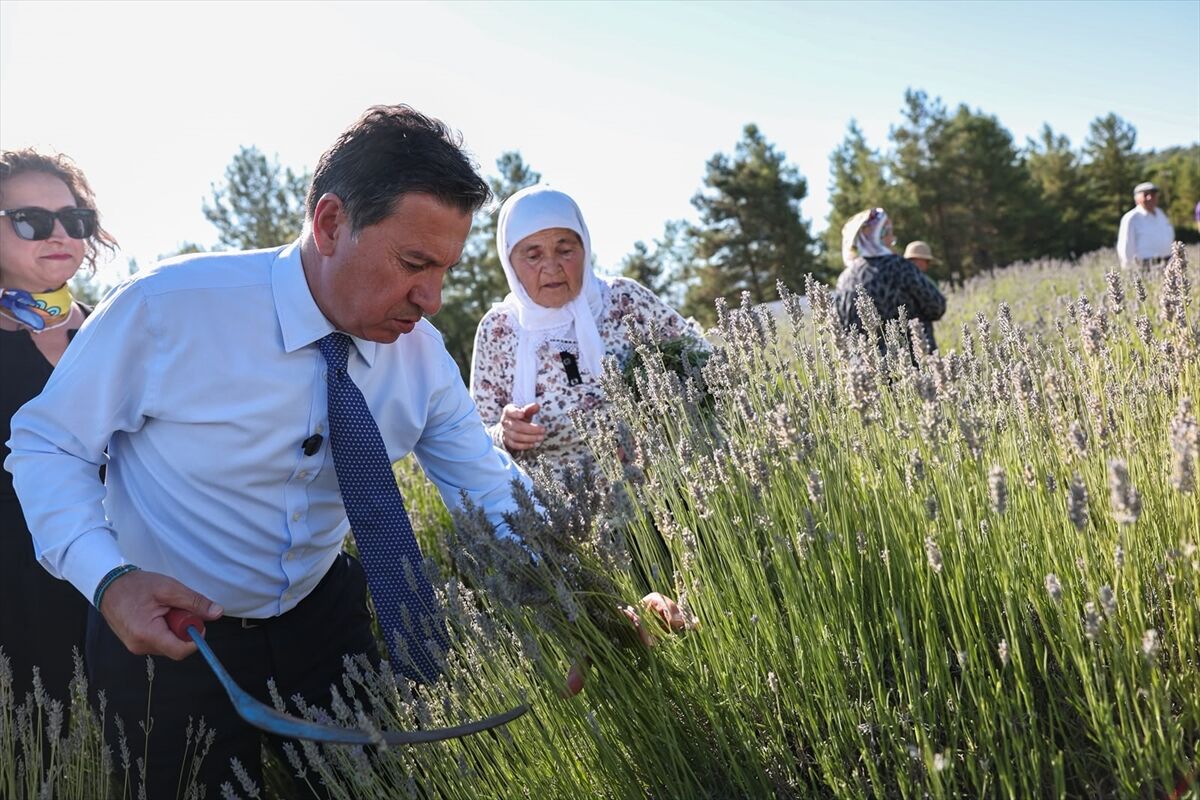 Muğla'da Koku Vadisi'nde lavanta hasadı başladı