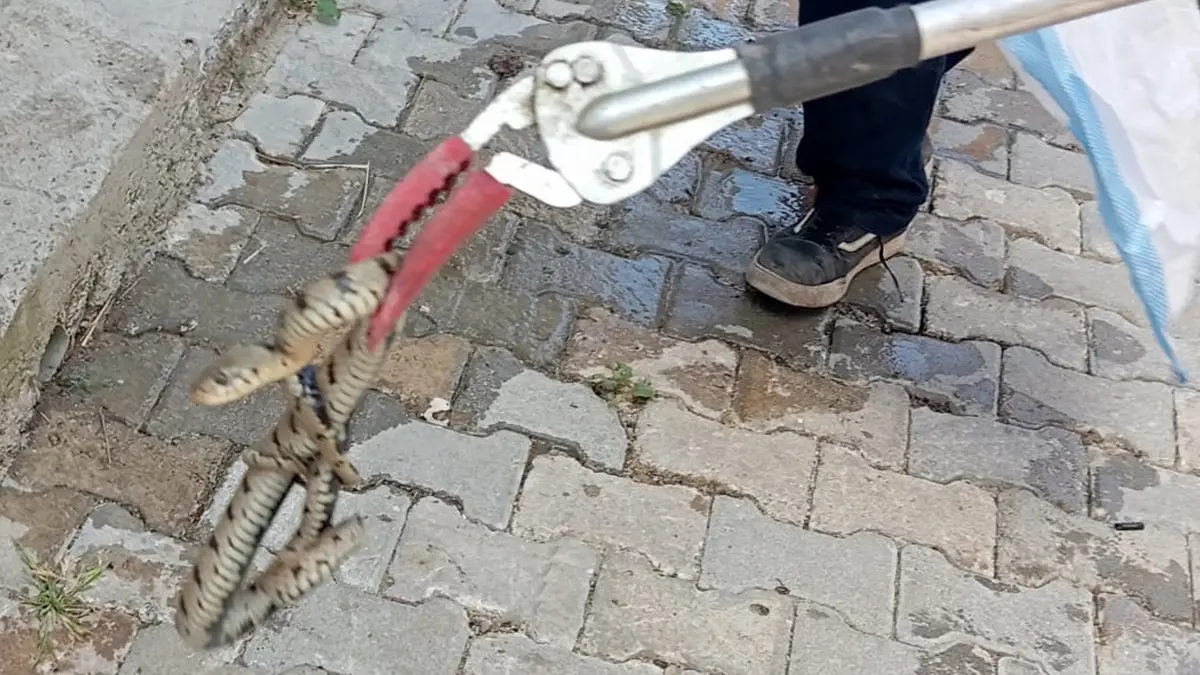 Eve giren yılan korku dolu anlar yaşattı
