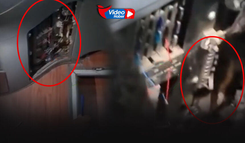 İzmir otogarında yılan paniği... Otobüse girdi ortadan kayboldu!