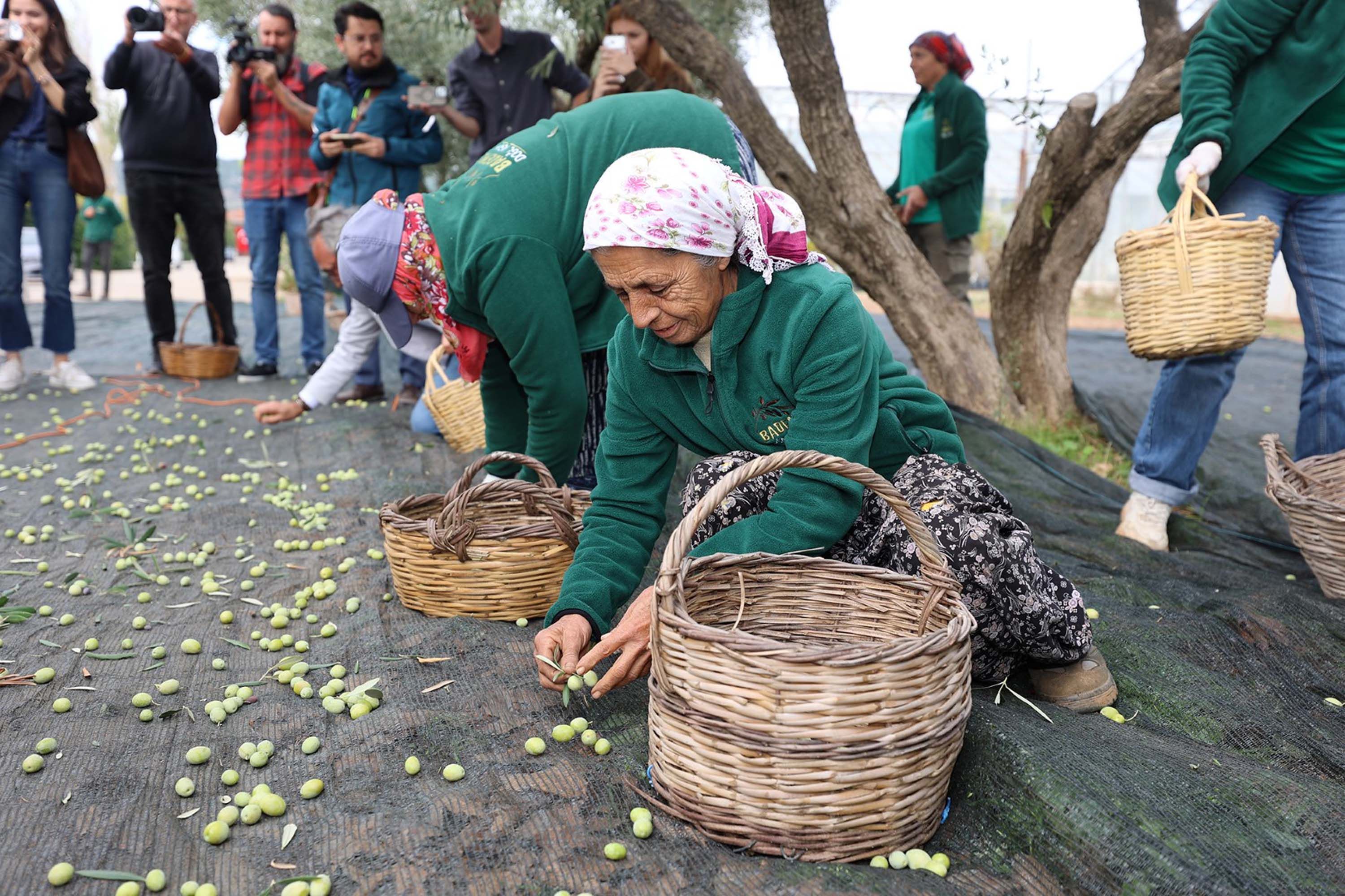 Urla'da zeytinin bereketi sanatla buluşuyor